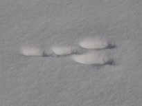 Animal tracks in snow