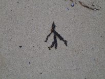 Seaweed arrow